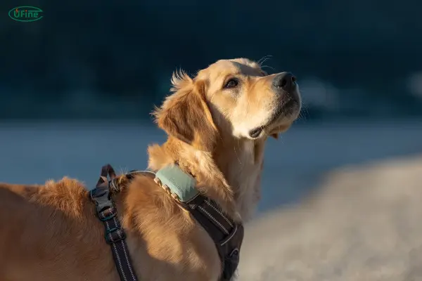 why pet tracker battery life matters