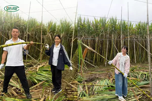 events cover ufine battery spring team building employees harvesting sugarcane 2026