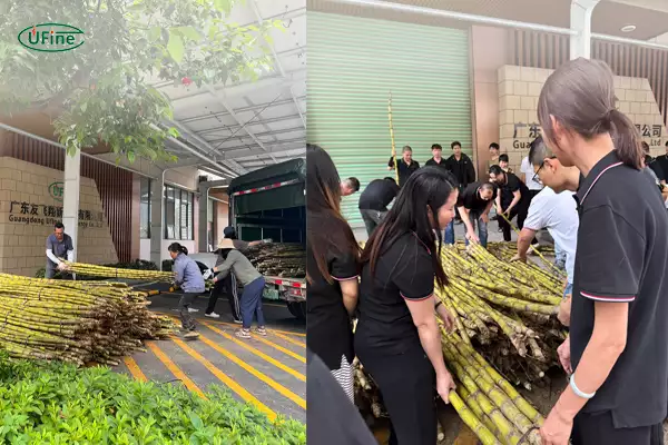 events cover ufine battery spring team building employees receiving sugarcane benefits 2026